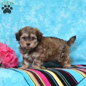 Jay, Shih-Poo Puppy